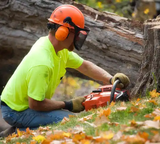 tree services Stannards